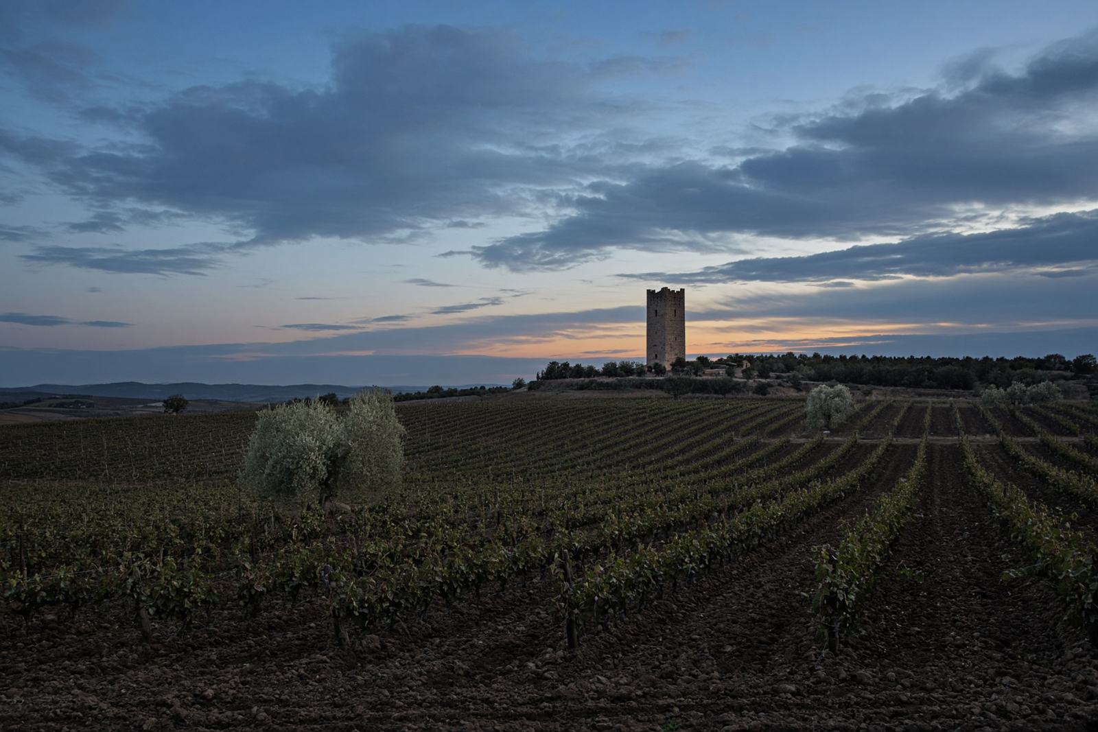 Illustrative photograph of vine rows and a distant stone tower.
